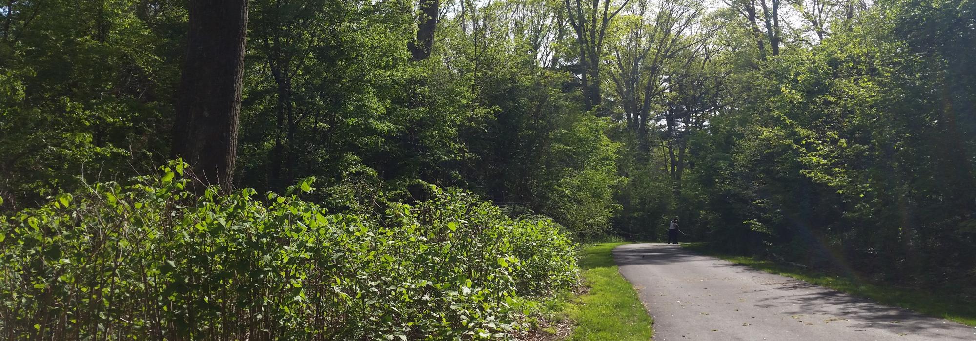 Image for a photo of the franklin park pathways in roxbury