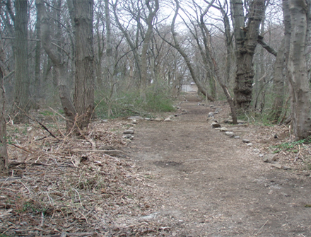 Mattahunt Woods