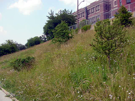 Rockies in East Boston