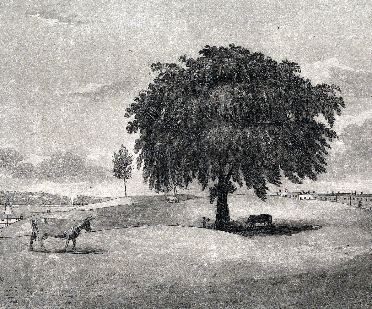 Cows graze under the Great Elm in Boston Common