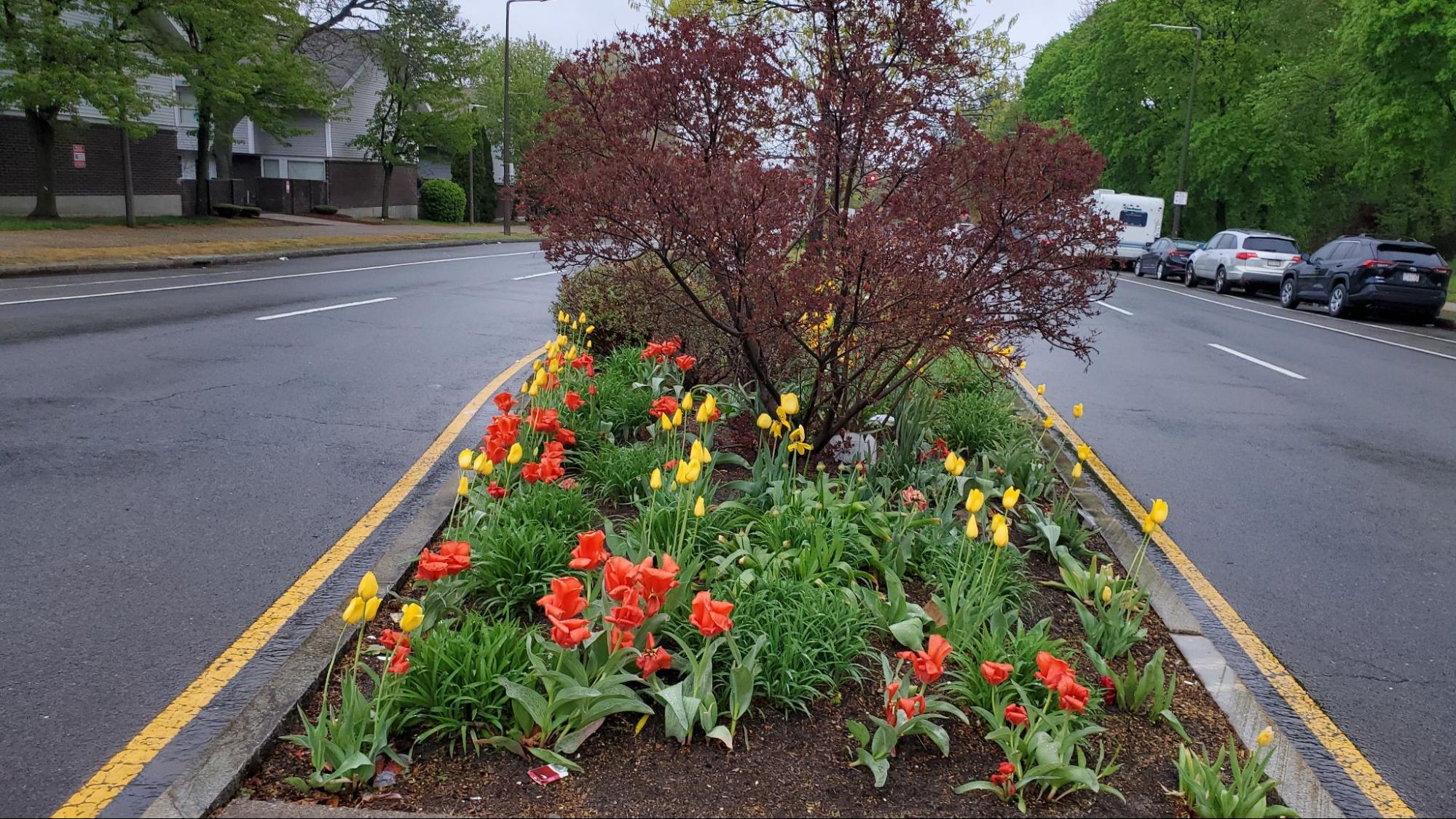 Tulips in median strip MLK BLVD Roxbury