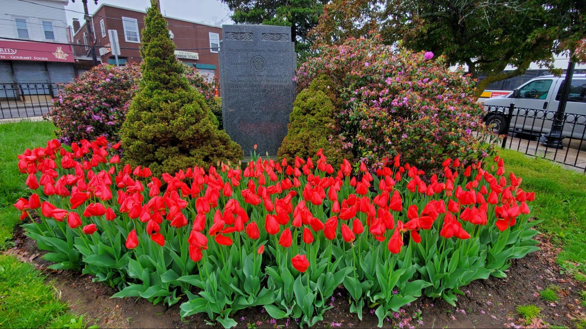 tulips in wolcott square readville