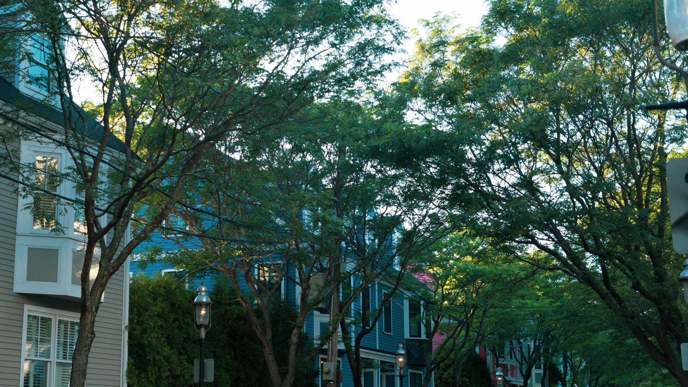 Trees in the Charlestown Navy Yard