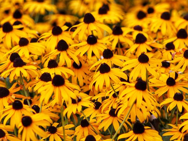 Dasies