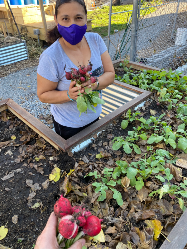 eastie radishes new