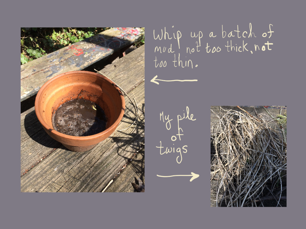 Whip up a batch of mud, not too think, not too thin. My pile of twigs.