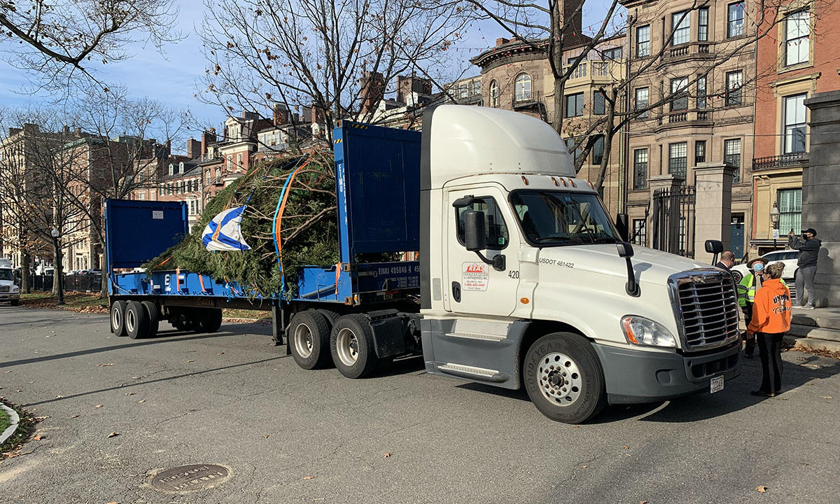 Boston Common 2020 tree
