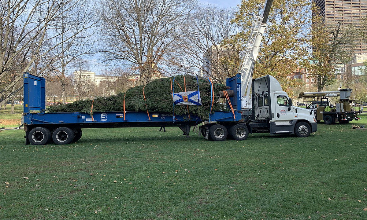 Boston Common tree
