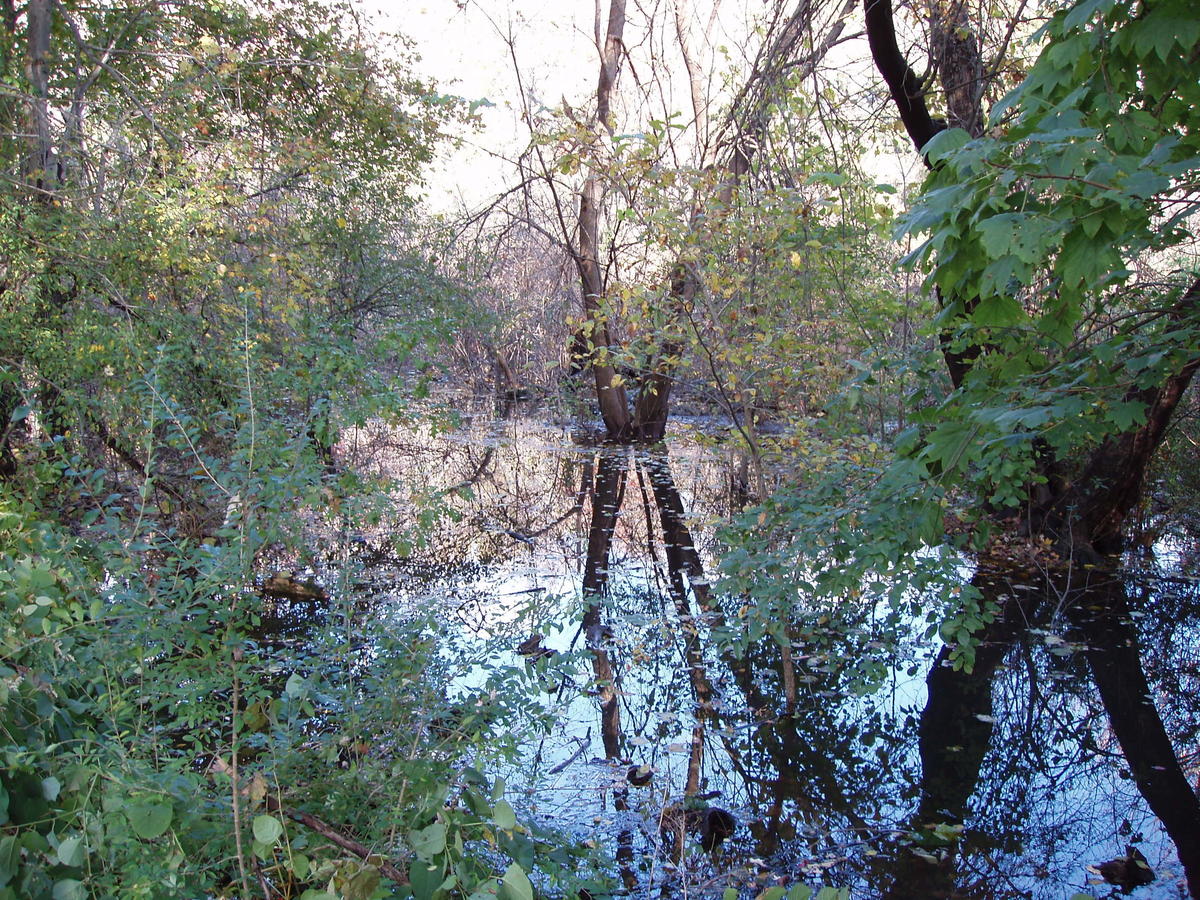 Wetlands