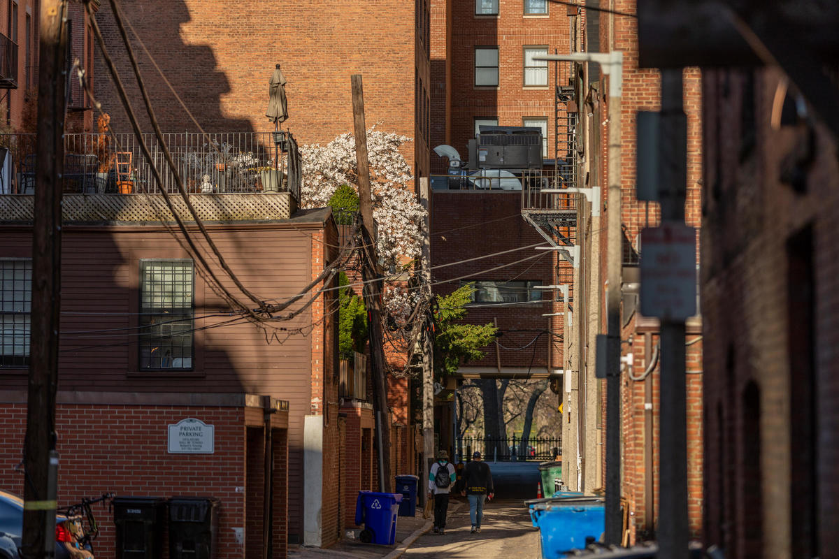 Trees in alleyway