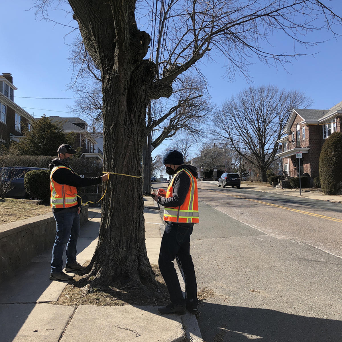 Tree inventory