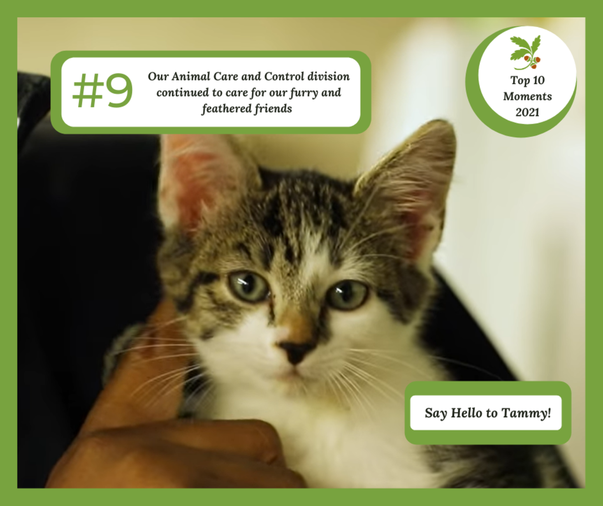 Tammy the cat