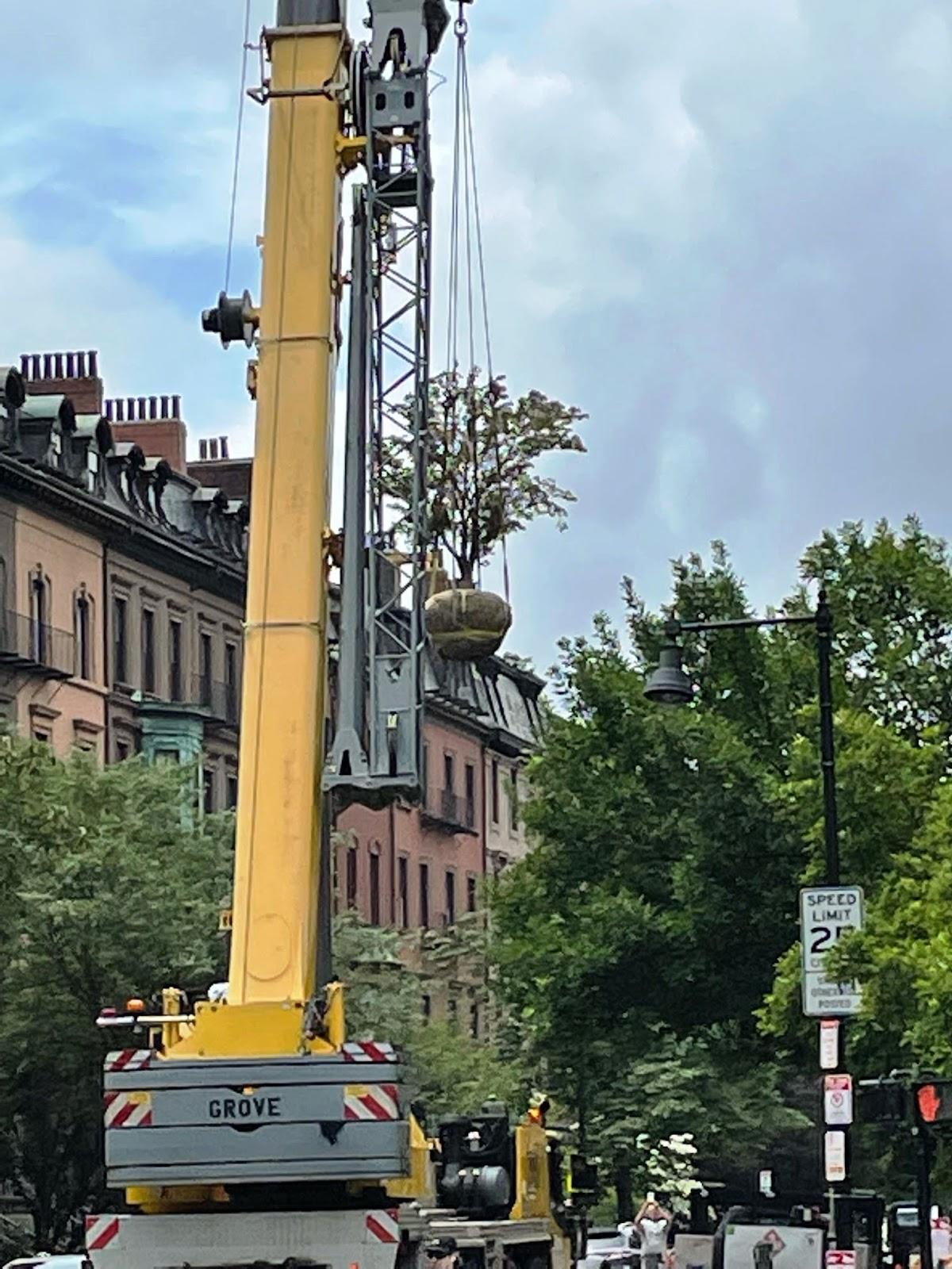 One of three donated dogwood trees begins its trip from Back Bay to East Boston. (Photo: Todd Mistor)