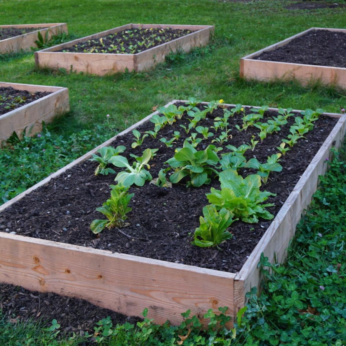 Raised Bed