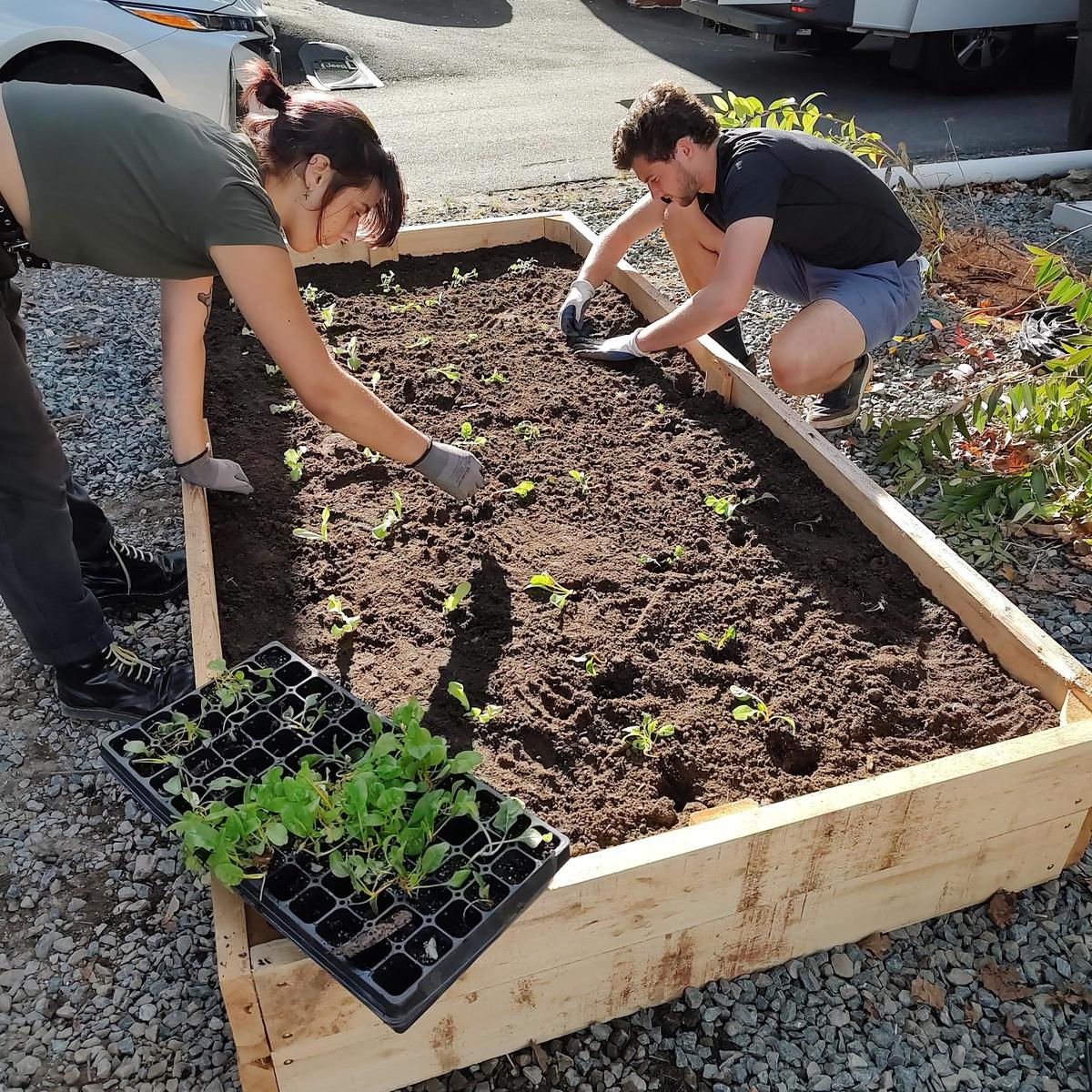 WeGrowMicrogreens Raised Beds