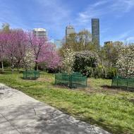 A view of the newly planted trees with the Emerald Necklace and Boston skyline behind.