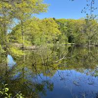 View of pond with trees.