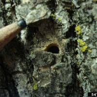 D-shaped exit holes