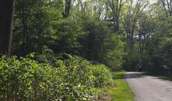Image for a photo of the franklin park pathways in roxbury