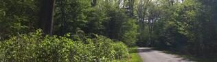 Image for a photo of the franklin park pathways in roxbury